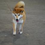 1629371411 56 Shiba Inu