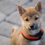 1629371411 717 Shiba Inu