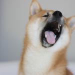 1629371411 738 Shiba Inu