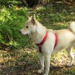 1629371411 872 Shiba Inu