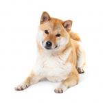 1629371411 965 Shiba Inu