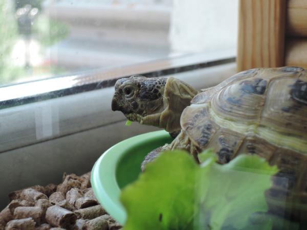 Kilpikonna lemmikkinä - Terraariot maakilpikonnille