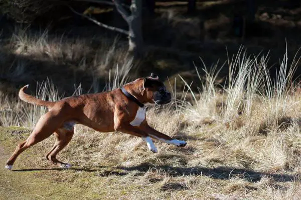 Nyrkkeilijäkoirien nimet - Naisten nyrkkeilijäkoirien nimet