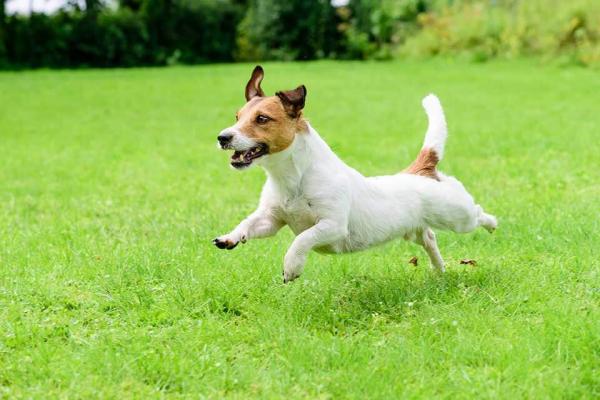 Australian koirarotut - 10. Jack russellinterrieri