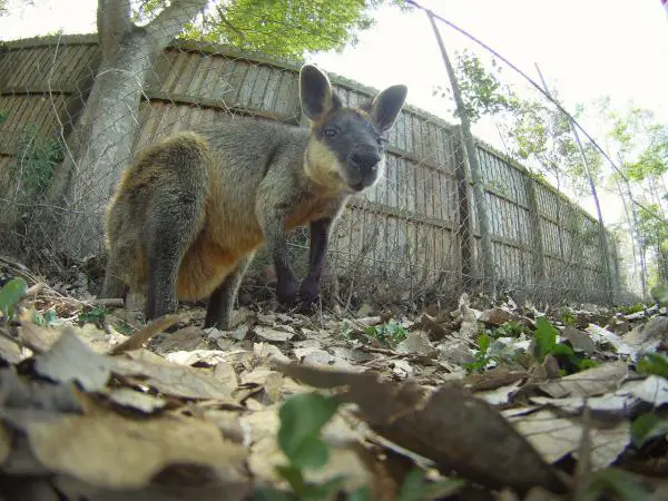 Ero Kenguru ja Wallaby - Elinajanodote