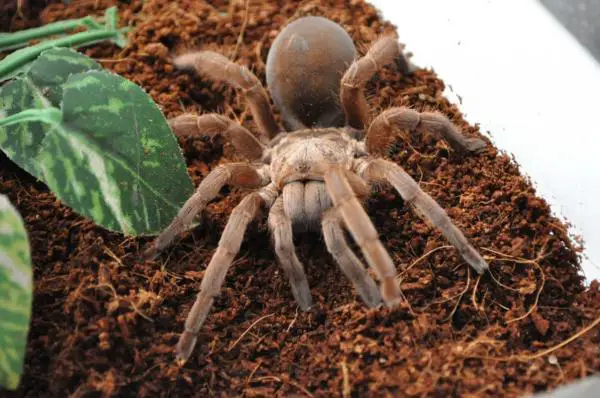 Kuinka ruokkia tarantulaa - miten ruokkia niitä?