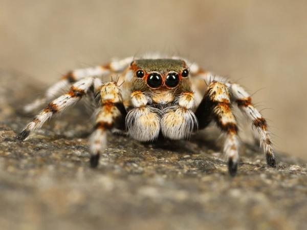 Kuinka ruokkia Tarantulaa - joitakin viimeisiä ajatuksia