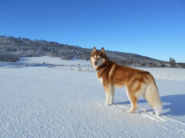 Siperianhuskin omistamisen edut - 3. Husky tunnetaan kävelykoirana