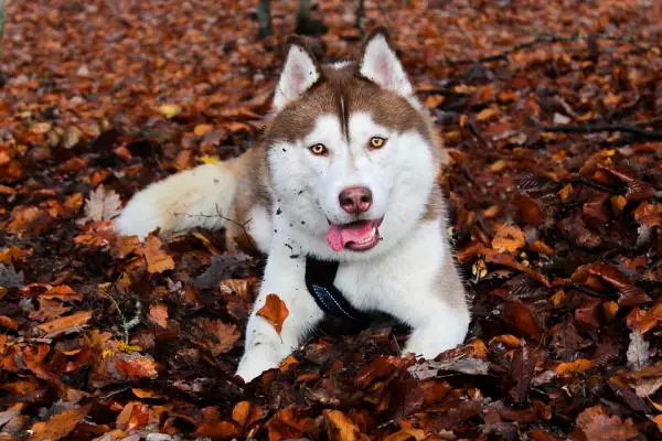 Siperian huskin edut - 1. Husky on yksi terveimmistä koirista 