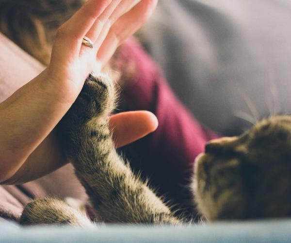 15 asiaa, jotka sinun pitäisi tietää kissoista - 5. Ne ovat erittäin rakastavia