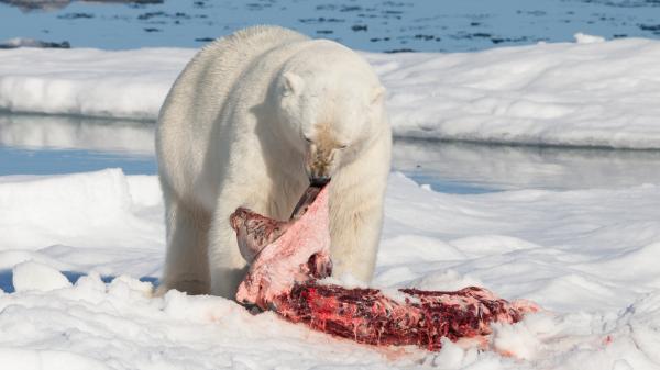 Onko jääkarhu vaarassa kuolla sukupuuttoon?  - Jääkarhun ominaisuudet