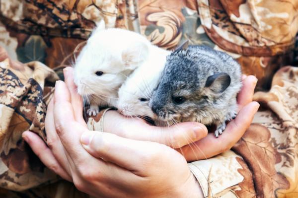 Kotimaisen chinchillan perushoito - Kuinka kouluttaa chinchilla?