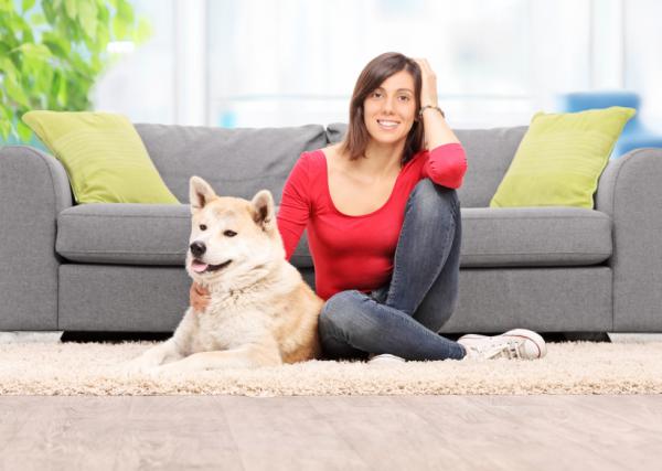 Onko akita inu vaarallinen koira?  - Onko tämä vaarallisen koiran luonne?