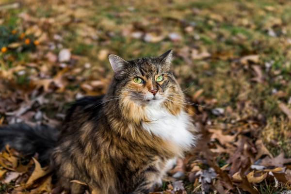 Kissarodut, jotka näyttävät leijonilta - Maine coon 