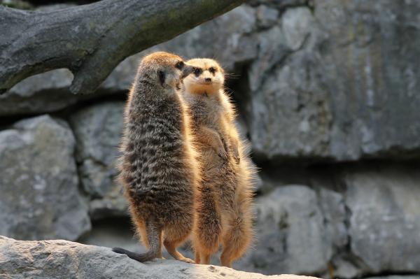 Meerkat lemmikkinä - Meerkats eläinlääkärissä