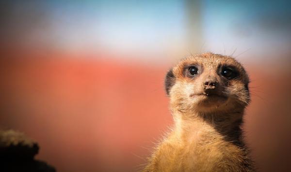 Meerkat lemmikkinä - vuorovaikutus ihmisten kanssa