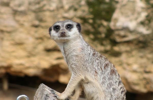 Meerkat lemmikkinä - Kotimaisten surikaattien ruokinta