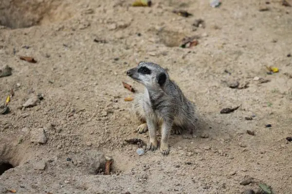 Meerkat lemmikkinä - vuorovaikutus muiden eläinten kanssa