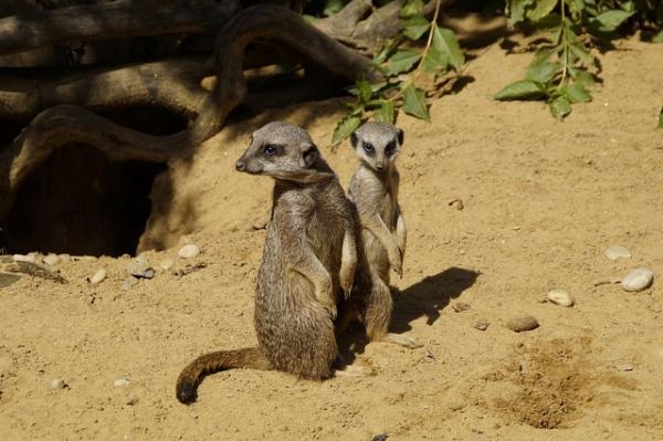 Meerkat lemmikkinä - Meerkats -paikan perustaminen