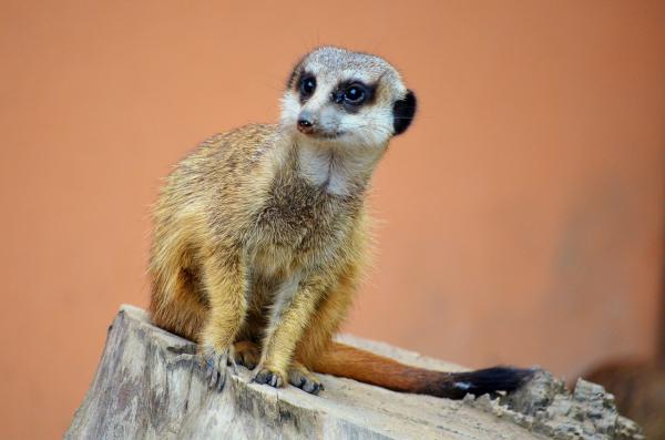 Meerkat lemmikkinä - Kotimaiset meerkatit