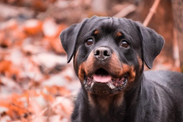 Rottweiler -koiran uros- ja naarasnimet - Parhaat rottweiler -koiranimet