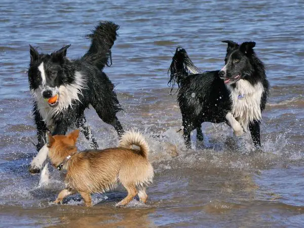 Bordercollien rinnakkaiselo muiden koirien kanssa - Voiko bordercollie olla olemassa muiden koirien kanssa?