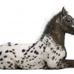 1629510233 148 Appaloosa