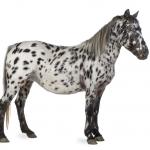 1629510233 224 Appaloosa