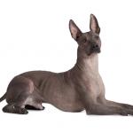 1629520640 133 Xoloitzcuintle