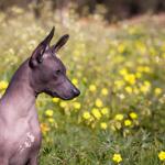 1629520640 193 Xoloitzcuintle