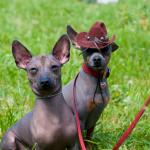 1629520640 469 Xoloitzcuintle