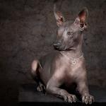 1629520640 621 Xoloitzcuintle