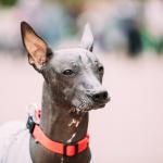 1629520640 647 Xoloitzcuintle