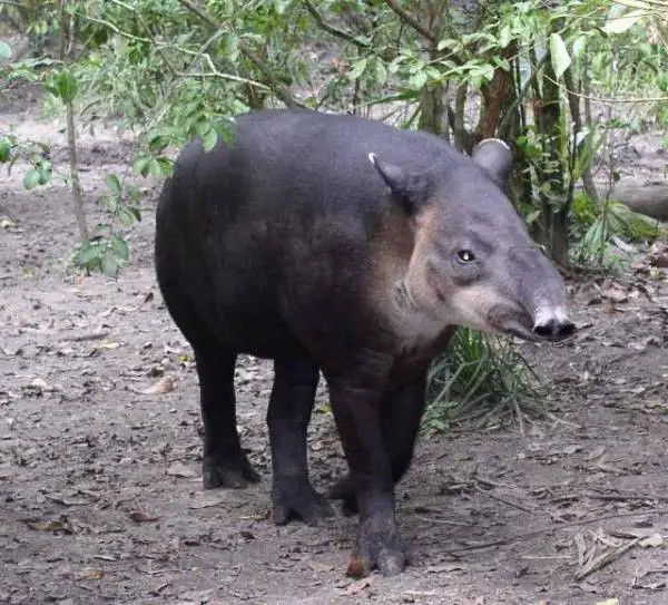 10 uhanalaisinta eläintä Ecuadorissa - Keski -Amerikan tapiri