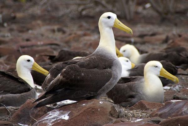 Ecuadorin 10 uhanalaisinta eläintä - Galapagos -albatrossi