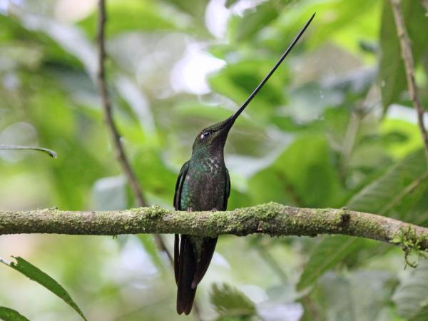 Ecuadorin 10 uhanalaisinta eläintä - miekkalaskettava kolibri