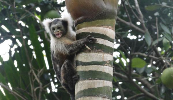 Marmoset -apina lemmikkinä - Marmosettien sosiaalinen rakenne