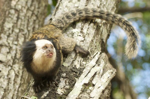 Marmoset lemmikkinä - "Ainutlaatuinen" lemmikki