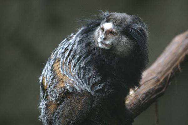 Marmoset -apina lemmikkinä - Marmoset -kauppa