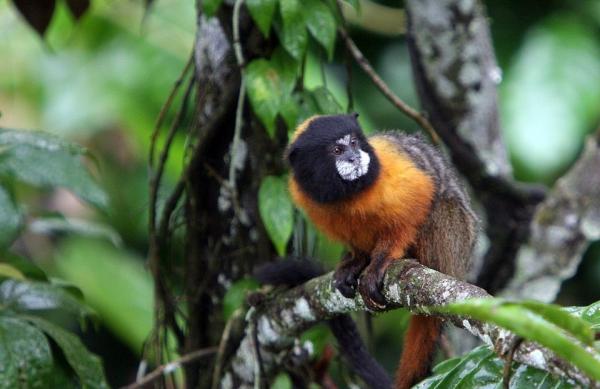 Marmoset -apina lemmikkinä - Lemmikkieläinten marmosetin aggressio