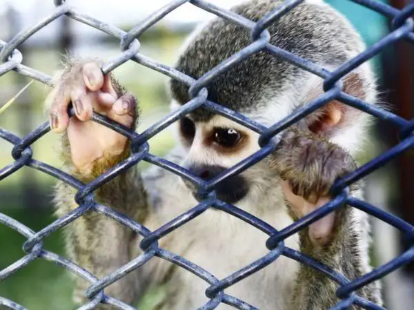 Marmoset -apina lemmikkinä - Marmosettien adoptio