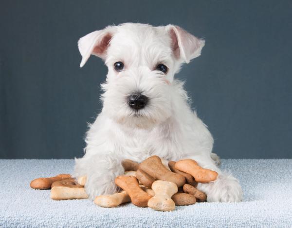 Vinkkejä schnautserin kouluttamiseen - muut tilaukset  