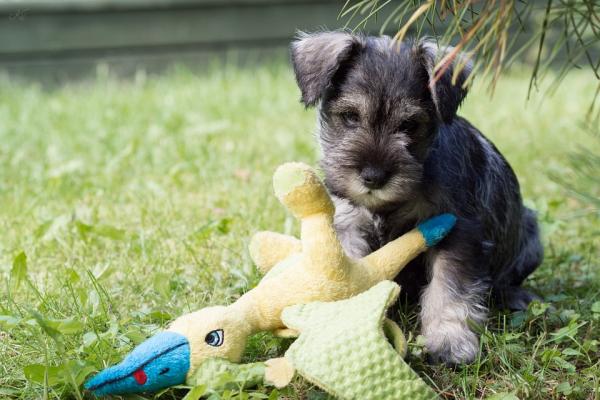 Schnauzer -koulutusvinkkejä - korjaa pahat tavat