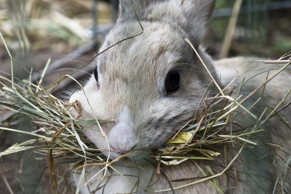 Paras Rabbit Hay - tyypit ja merkit - Rabbit Hay -tyypit