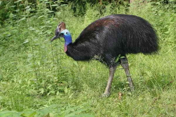 Linnut, jotka eivät lentä - Ominaisuudet ja esimerkit - 4. Cassowary