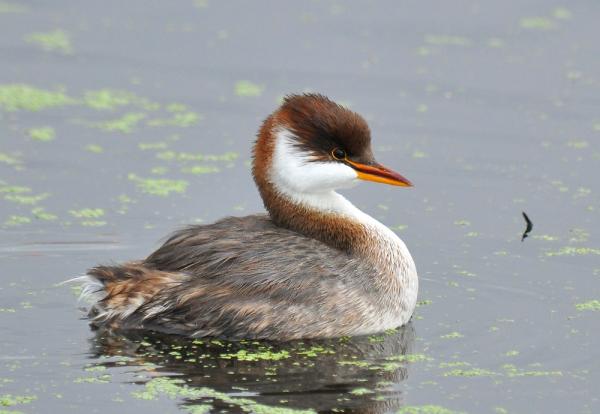 Linnut, jotka eivät lentä - Ominaisuudet ja esimerkit - 9. Titicaca Grebe