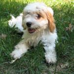 1629578082 40 Cavapoo tai cavoodle