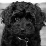 1629578082 435 Cavapoo tai cavoodle