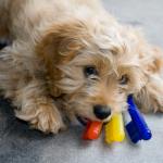 1629578082 591 Cavapoo tai cavoodle