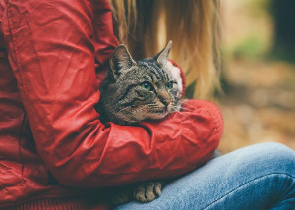 Mitä tehdä, jos kissani on stressaantunut - viettää aikaa kissasi kanssa